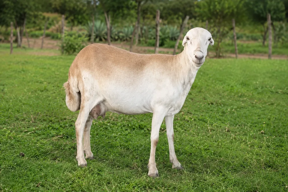 كبش عفار الإثيوبي (العَدَلي/الدناكيلي) - Ethiopian Afar Sheep (Adal/Danakil)