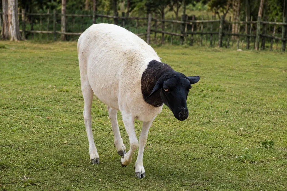 الكبش الإثيوبي أسود الرأس (الأوغاديني) - Ethiopian Blackhead Somali Sheep (Ogaden)