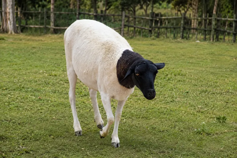 الكبش الإثيوبي أسود الرأس (الأوغاديني) - Ethiopian Blackhead Somali Sheep (Ogaden)