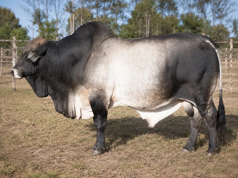 ثور البوران الإثيوبي - Ethiopian Boran Bull