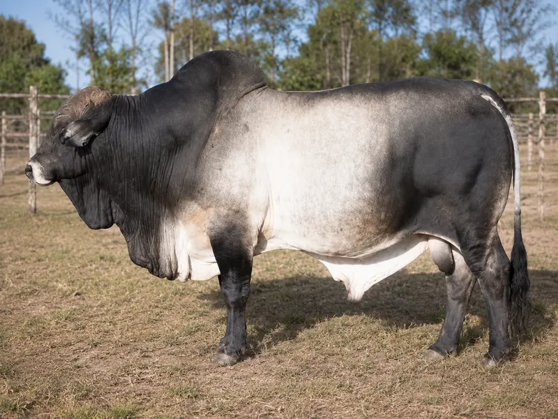 ثور البوران الإثيوبي - Ethiopian Boran Bull