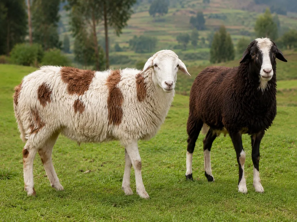كبش منز الإثيوبي - Ethiopian Menz Sheep