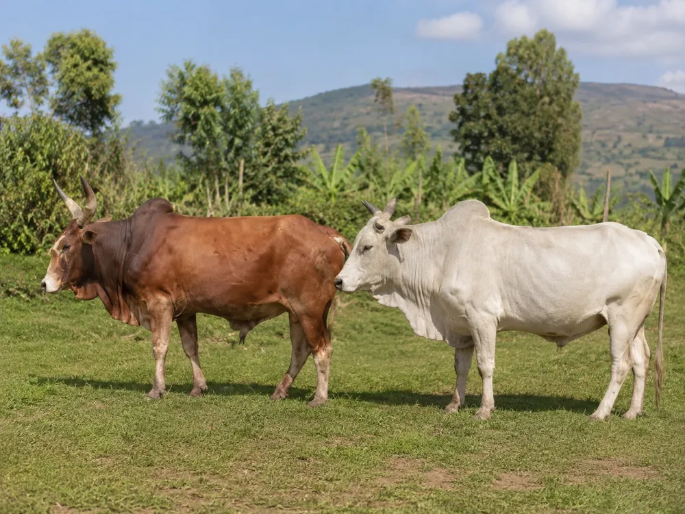ثور الأوغادين الإثيوبي - Ethiopian Ogaden Bull