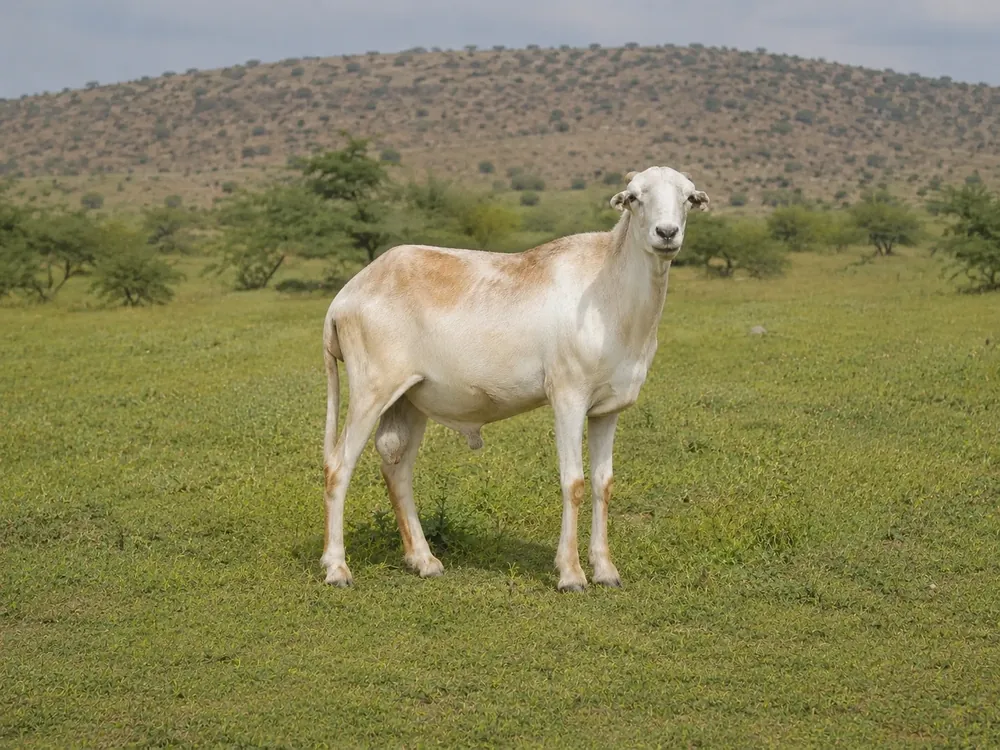 الغنم الأحوري - Ahwari Sheep