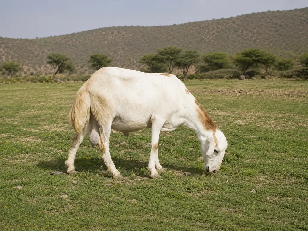الغنم الذماري - Dhamari Sheep