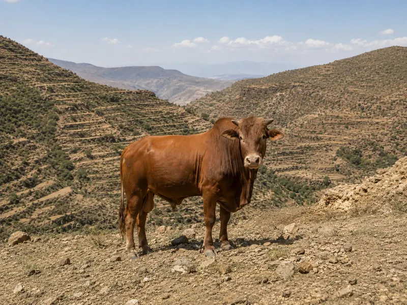 الزيبو اليمني الجبلي - Yemeni Mountain Zebu