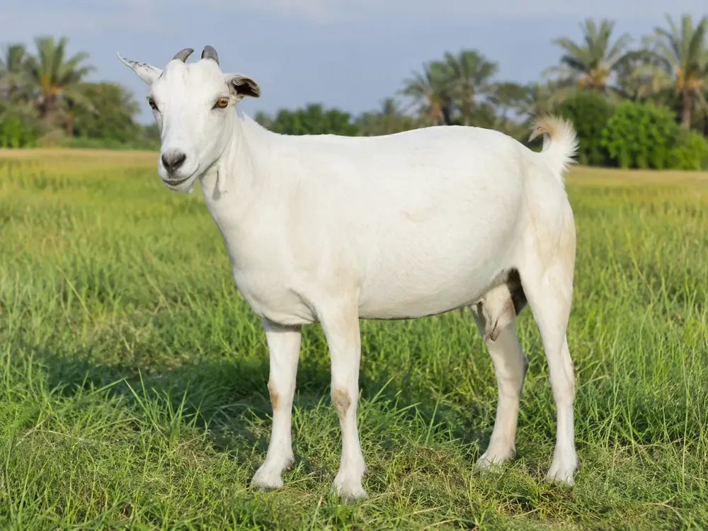 ماعز ثمود الأبيض - Thamud White Goat