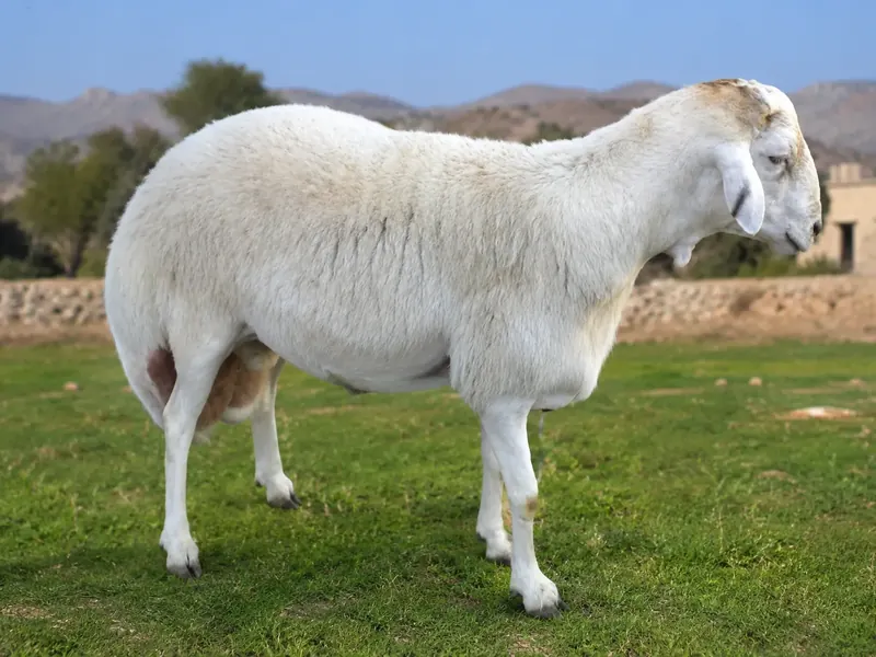 الغنم اليمني الأبيض (التهامية) - Yemeni White (Tihami) Sheep