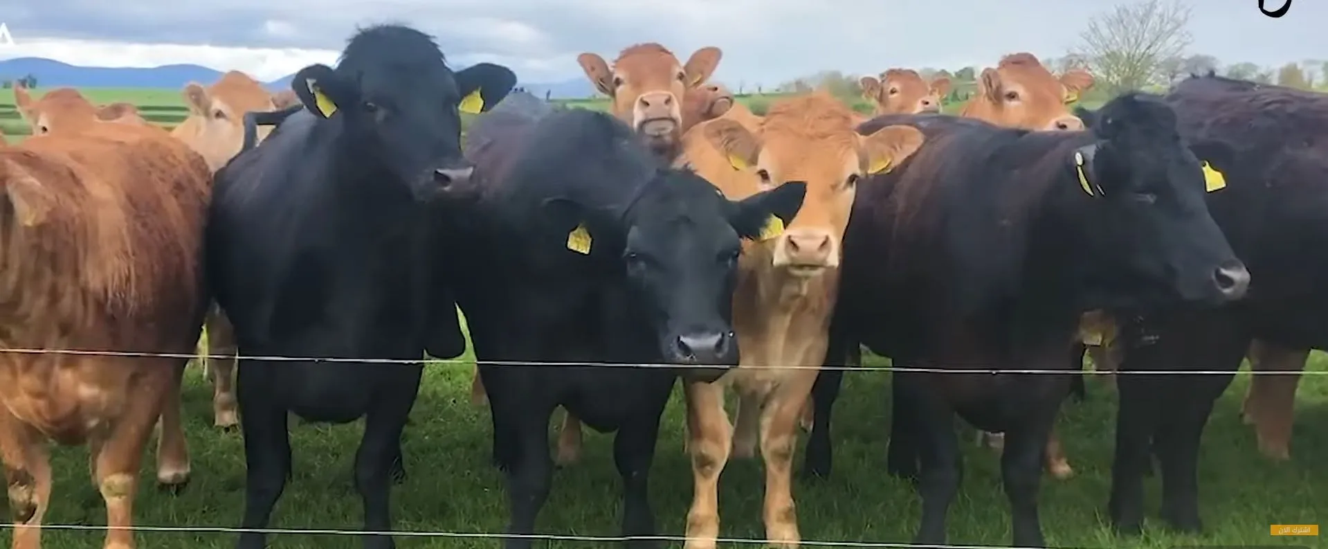 المواشي الإثيوبية – Boran, Horro and Ogaden cattle and sheep