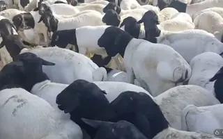 المواشي الصومالية – Somali Blackhead, Punt and Airan goats and sheep