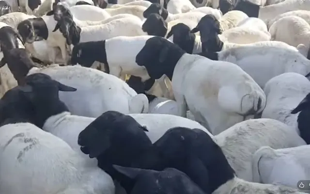 المواشي الصومالية – Somali Blackhead, Punt and Airan goats and sheep