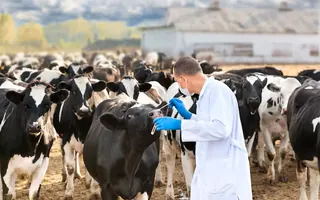 الفحص البيطري – Veterinary examination for livestock export