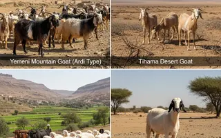 المواشي اليمنية - Yemeni livestock goats, sheep, cattle from Tihama and Jabali regions